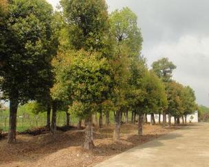 宿州市徽之風(fēng)苗木種植有限責(zé)任公司 專業(yè)樹木種植與經(jīng)營(yíng)管理