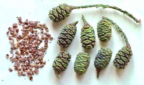 森林火災(zāi)與長(zhǎng)壽樹的繁衍奇跡