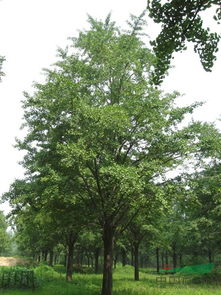 實(shí)生銀杏樹苗木供應(yīng)信息 山東省郯城縣四季青銀杏苗木基地