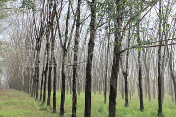 橡膠工廠與樹木種植經營的共生模式 從林場到車間的可持續循環