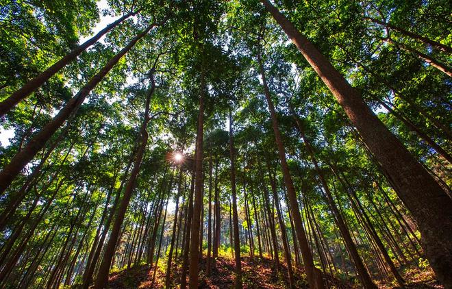 種樹容易砍樹難？——剖析林木采伐許可證辦理的挑戰與平衡