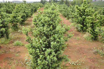 鹽堿地綠化苗木栽植與經(jīng)營關(guān)鍵技術(shù)要點