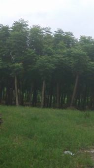 深耕三湘沃土，鑄就綠色品牌——金玉苗木基地產(chǎn)品與服務(wù)全覽